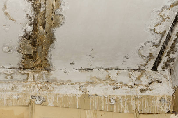 Professional Mold Remediation in Shippensburg, PA